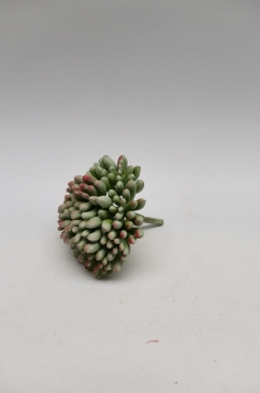 Miniatura: Sukulent
