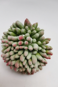 Miniatura: Sukulent