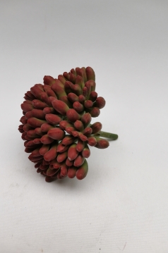 Miniatura: Sukulent