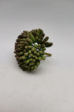 Miniatura: Sukulent