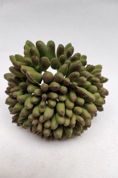 Miniatura: Sukulent
