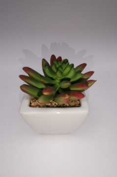Miniatura: sukulent w doniczce