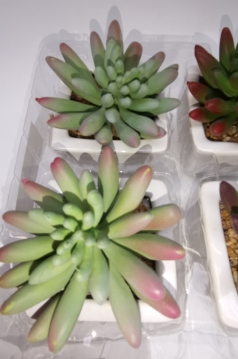 Miniatura: sukulent w doniczce