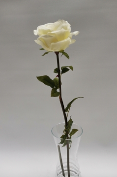 Miniatura: Róża kremowa Z KOLCAMI