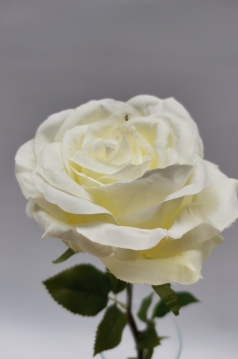 Miniatura: Róża kremowa Z KOLCAMI