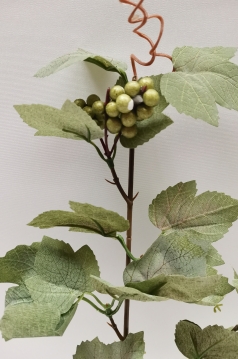 Miniatura: Gałązka winogrona zielona