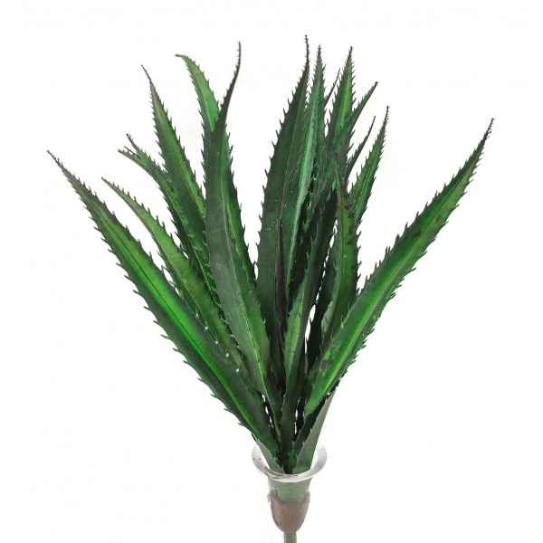 Miniatura: Aloes 