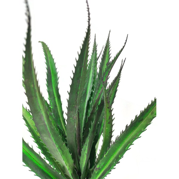 Miniatura: Aloes 