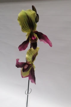 Miniatura: CATLEYA