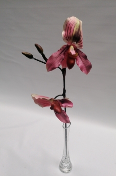 Miniatura: CATLEYA