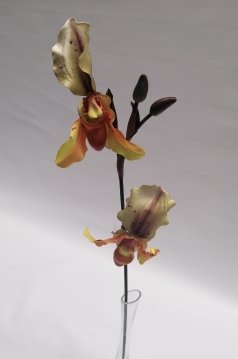 Miniatura: CATLEYA