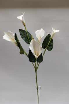 Miniatura: Kalla ''5''
