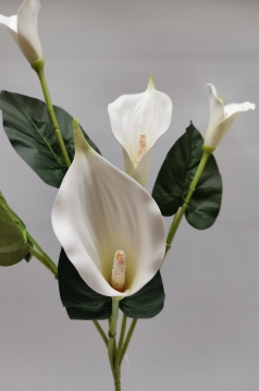Miniatura: Kalla ''5''