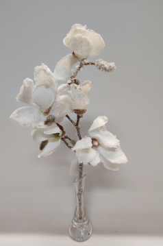 Miniatura: Gałązka magnolii oszroniona