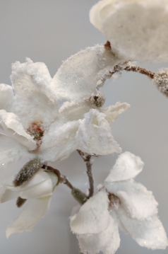 Miniatura: Gałązka magnolii oszroniona