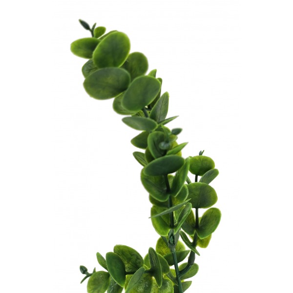 Miniatura: Eukaliptus zielony