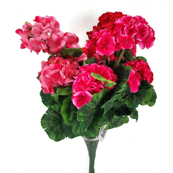 Miniatura: Pelargonia