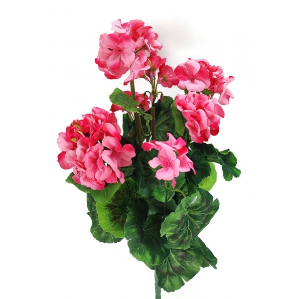 Miniatura: Pelargonia
