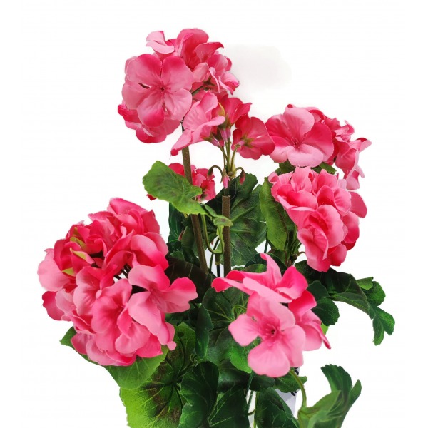 Miniatura: Pelargonia