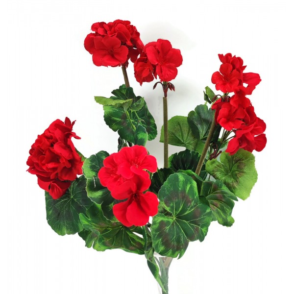 Miniatura: Pelargonia