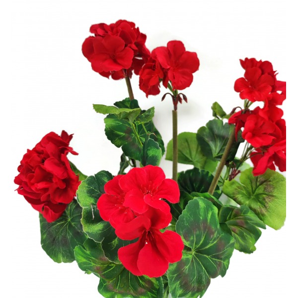 Miniatura: Pelargonia