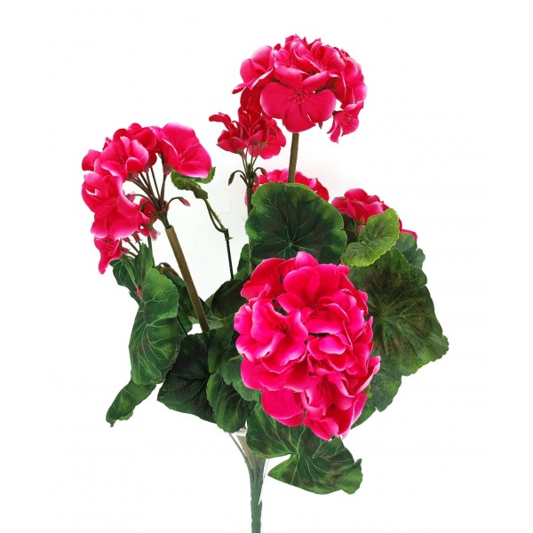 Miniatura: Pelargonia