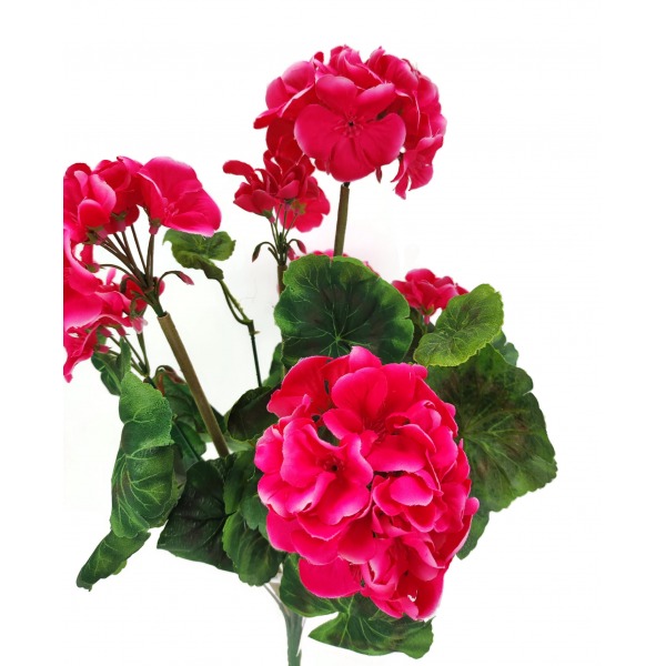 Miniatura: Pelargonia