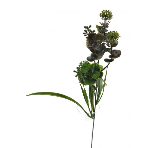 Miniatura: EUKALIPTUS KWITNĄCY