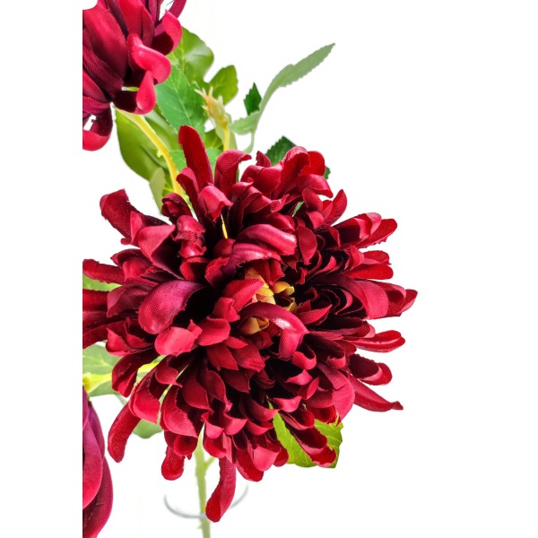 Miniatura: Chryzantema