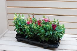 ANTIRRHINUM