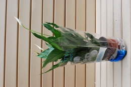 SPATHIPHYLLUM