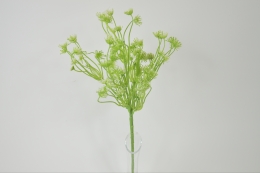 Trachelium pik